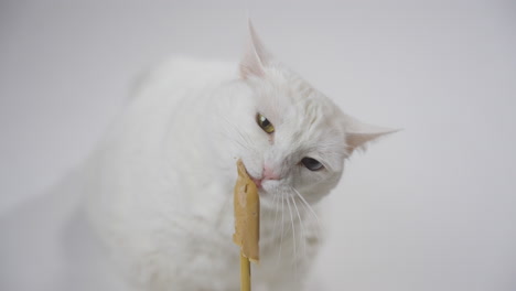 gato disfrutando de una golosina de palo en un fondo blanco plano, disparo medio estático, tranquilo y enfocado como la lengua lamia