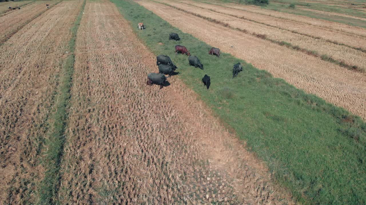 녹색과 노란색 필드에서 풀을 먹는 황소와 소의 드론 샷, 위에서 본 고아 리조트, 인도