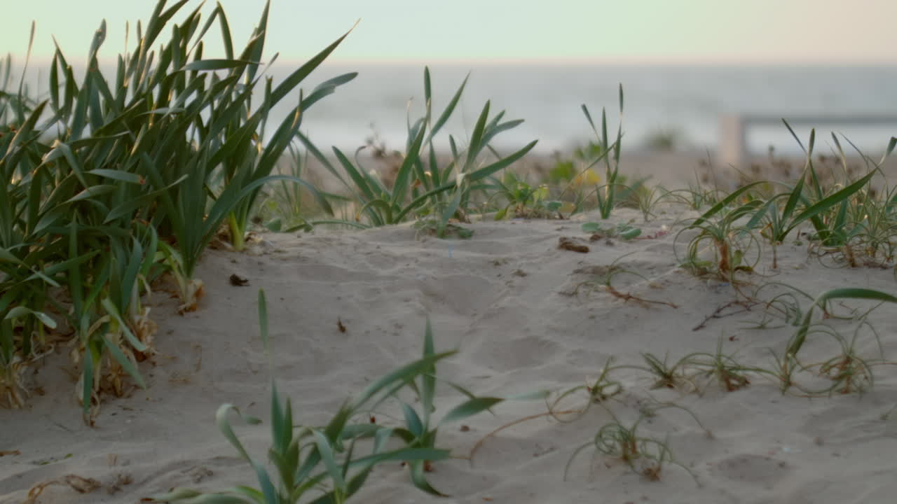 Some grass leaves swaying in the wind on the beach.