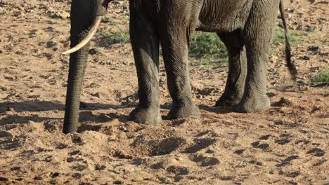 elephant spraying itself with water dug from sandy riverbed, close up