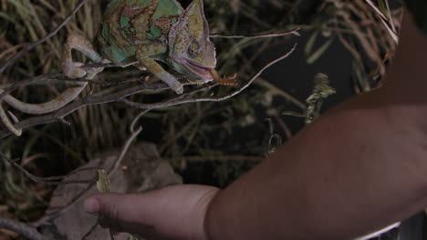 chameleon feeding in captivity with handlers in slow motion