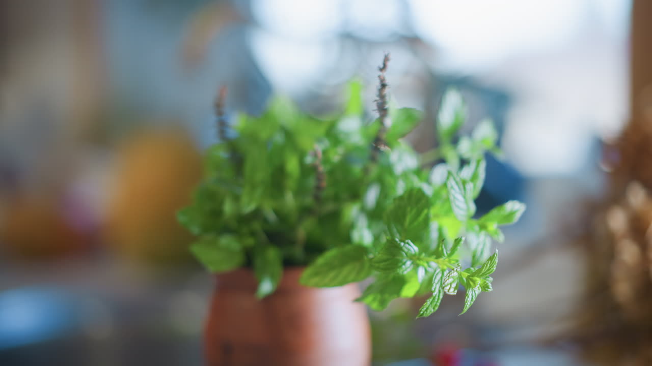 Kotikokki hoitamassa tuoretta mintturuukkua, lähikuva käsistä leikkaamassa minttua saviruukussa keittiön työtasolla, lämmin aamunvalo, aromaattiset lehdet, valmistamassa koristetta reseptiin, intiimi kotikohtaus.
