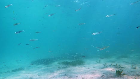 vista submarina de una pequeña escuela de peces en el mar mediterráneo en la costa de mallorca en españa en alcudia