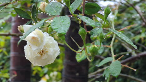 close up shot over white rose flower in full bloom in a park on a wet rainy day