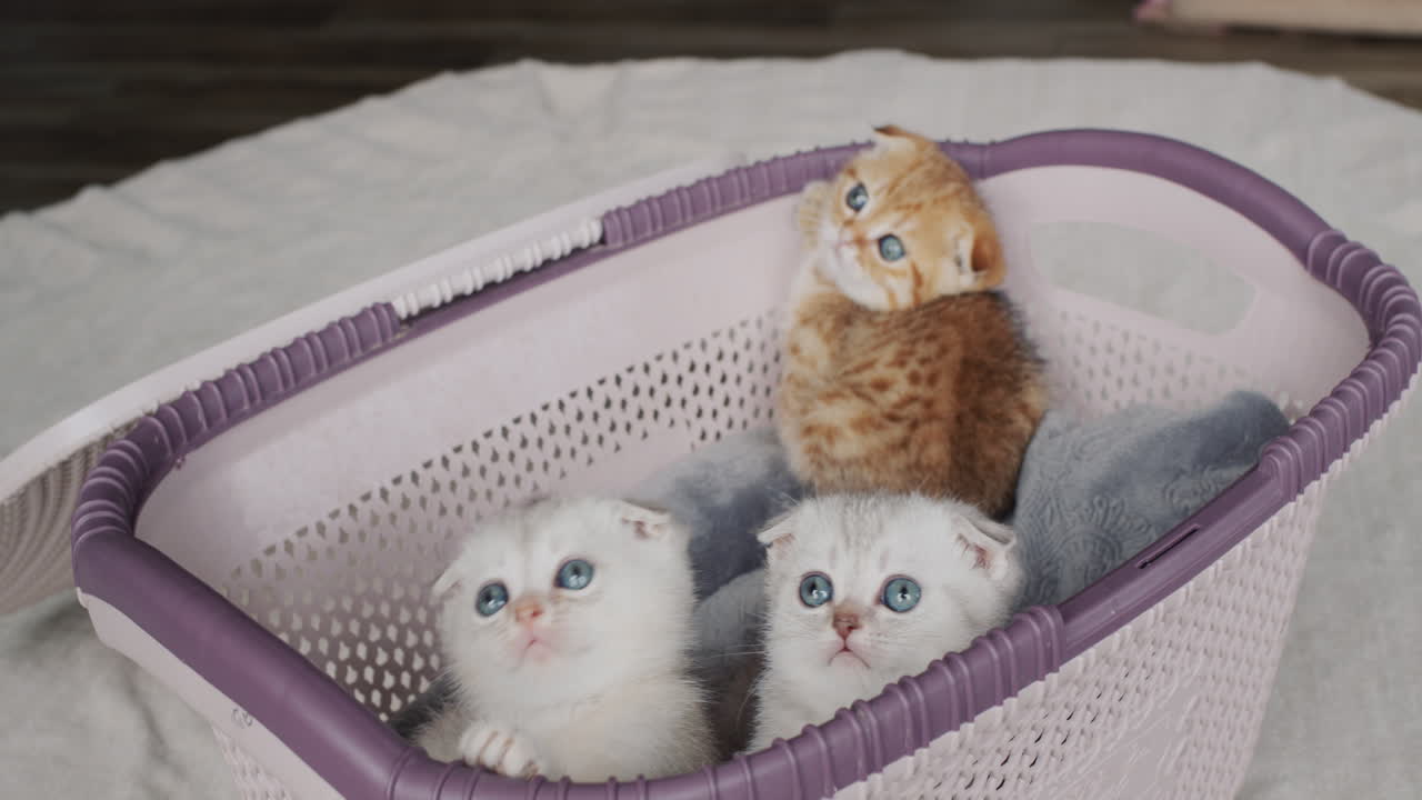 gatitos en una canasta, al lado de las bolas de hilo lindo