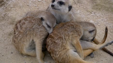 Grupo-De-Meerkats-Una-Especie-De-Mamífero-Perteneciente-A-La-Familia-De-Las-Mangostas