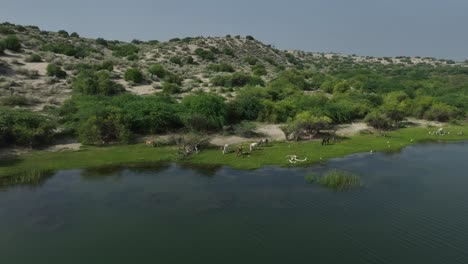 cattle grazing by botar lake sanghar, pakistan. aerial