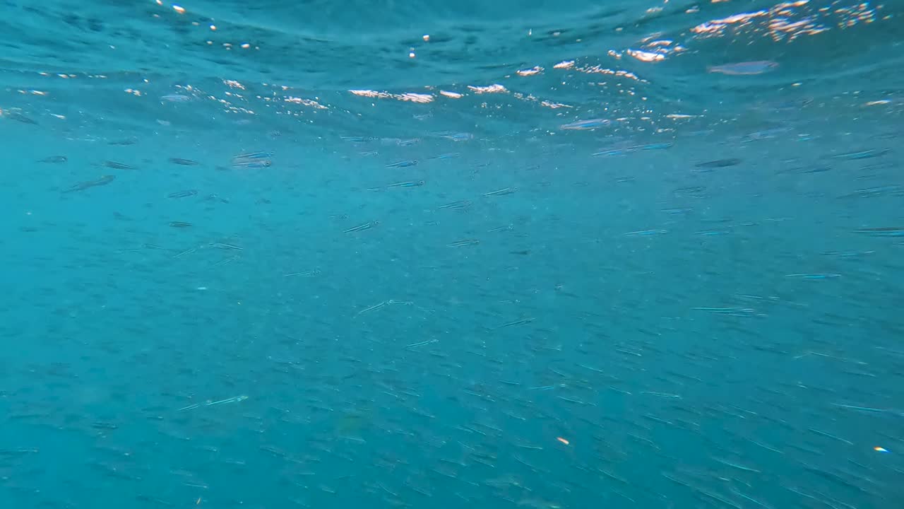 vista submarina en el medio de los bancos de peces cebo frenesí en la superficie del océano en agua agitada con olas
