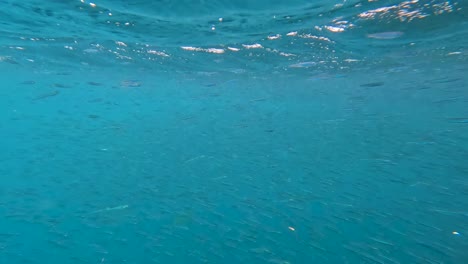 underwater view in the middle of shoaling bait fish frenzy at surface of ocean in rough water with waves