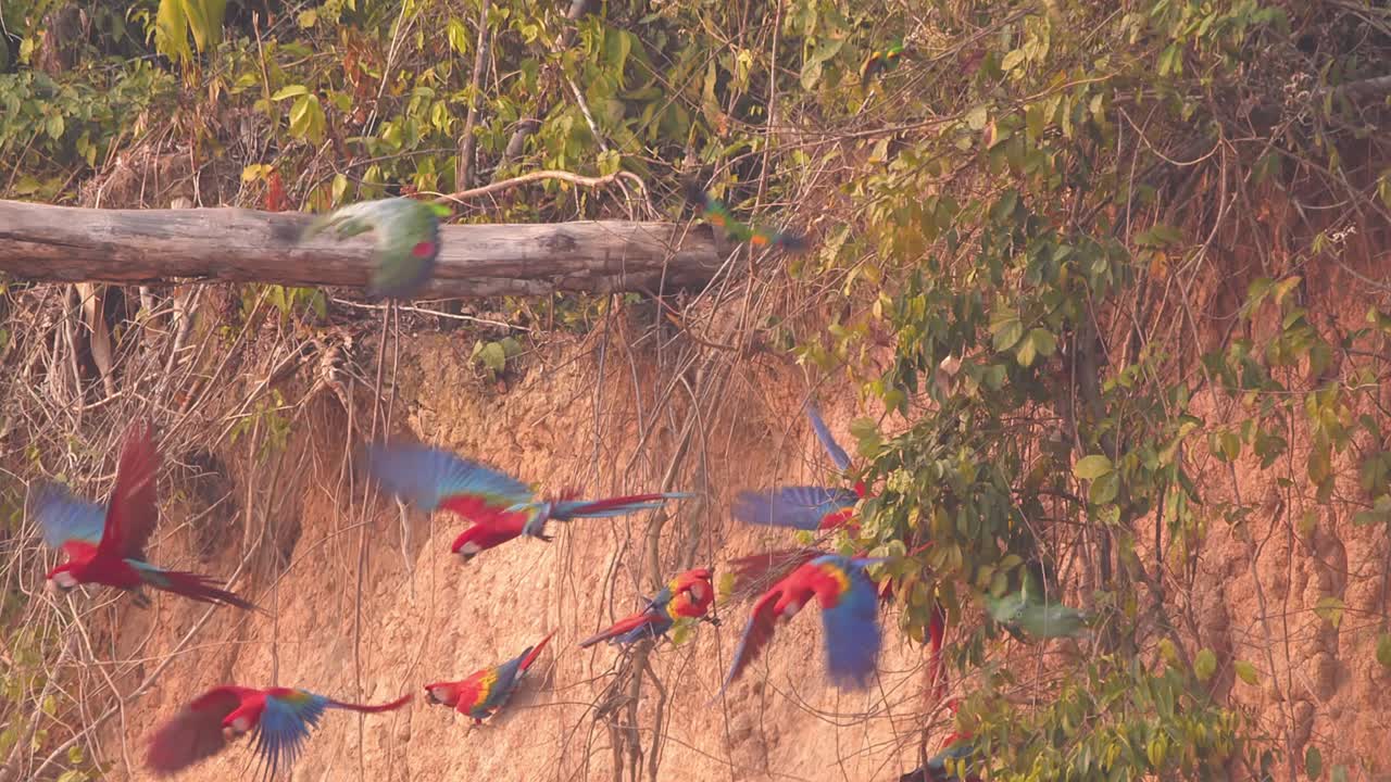 Scarlet Macaws, Red-and-Green Macaws, and Parrots Feeding on Clay at Clay Lick Before Taking Flight When Disturbed