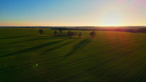 aerial tracking shot of silhouette trees in middle of a field, sunset on the countryside