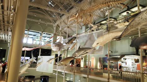 whale skeletons and models in museum exhibit