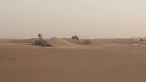 砂丘と低木がある砂漠の風景