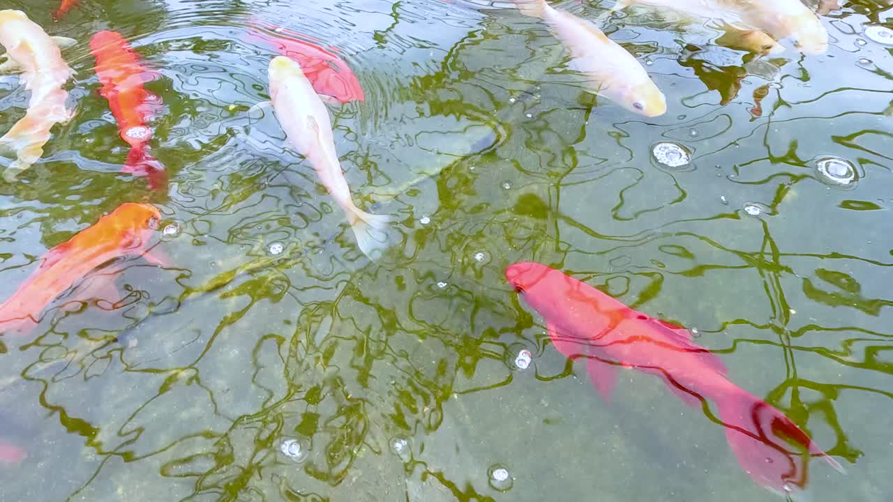 Multiple koi fish, both white and orange, swim gracefully in a sunlit outdoor pond with clear water and gentle surface ripples