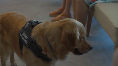 therapy dog comforting seniors in french retirement home