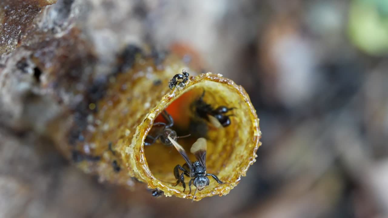 A slow motion macro video of stingless bees going in and out of their wax entrance pipe that leads to their bee colony inside the tree trunk