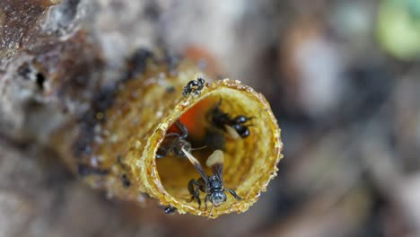 un video macro en cámara lenta de abejas sin aguijón entrando y saliendo de su tubo de entrada de cera que conduce a su colonia de abejas dentro del tronco del árbol