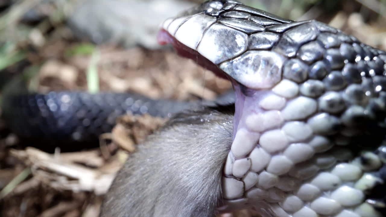 serpiente rata negra alimentándose de ratón - cerca de la serpiente norteamericana