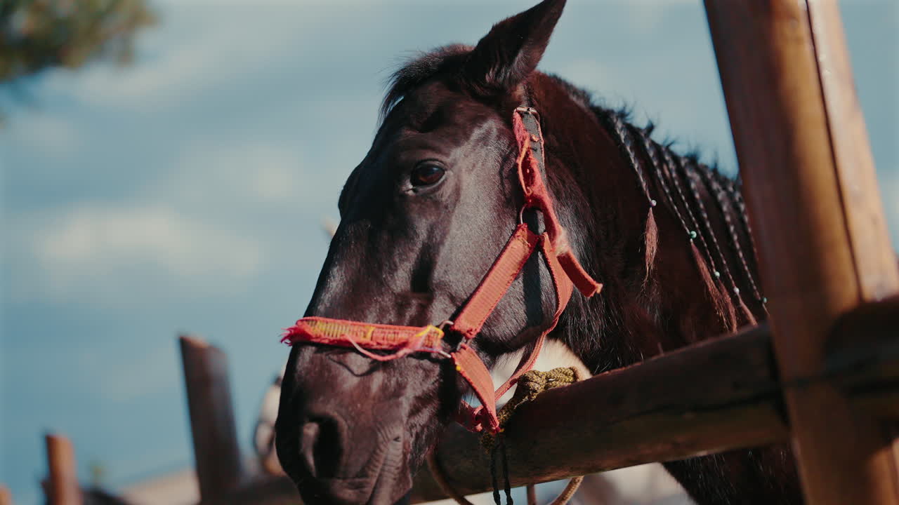 Close-up of a dark brown horse looking over a wooden fence, showcasing its gentle expression.