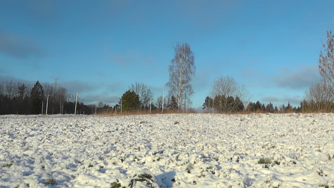 색과 은 눈이 인 풍경의 아름다운 영상, 은 겨울 날, 큰 버드나무와 소나무가 배경에 있고 하늘은 파란색입니다.