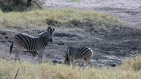 medium wide shot of two zebra grazing in africa