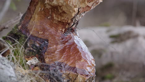 Swedish-birch-tree-chewed-up-by-a-Eurasian-beaver,-static-close-up