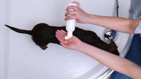 mujer lavando a su pequeño perro en el baño