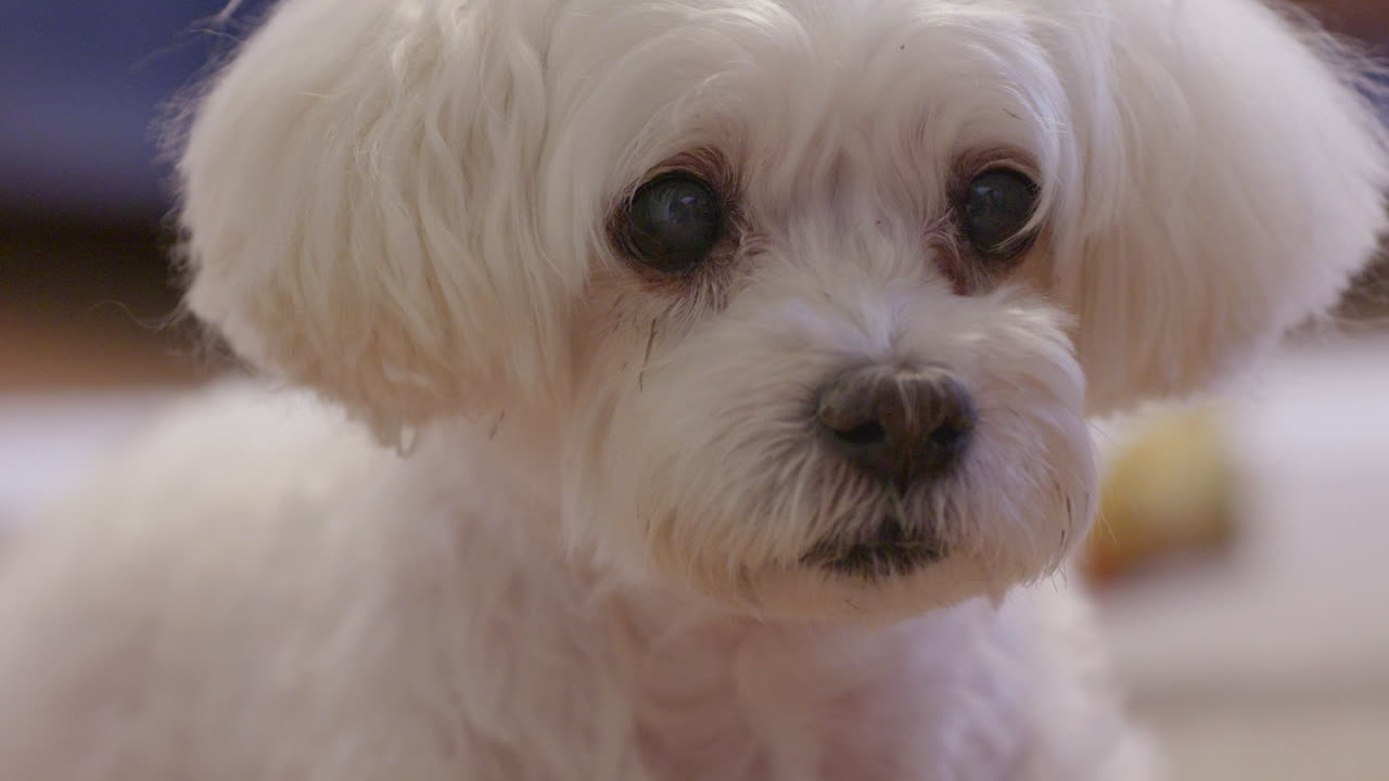 Close-up of bichon havanese puppy indoors
