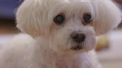 close-up of bichon havanese puppy indoors