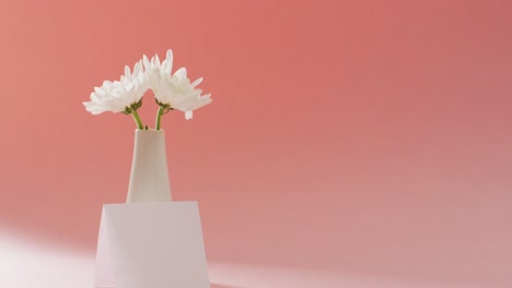 video of white flowers in vase and card with copy space on pink background