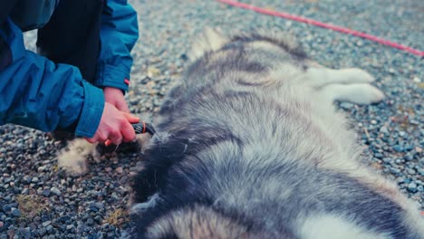 a man grooms his dog to remove shedding hair - close up