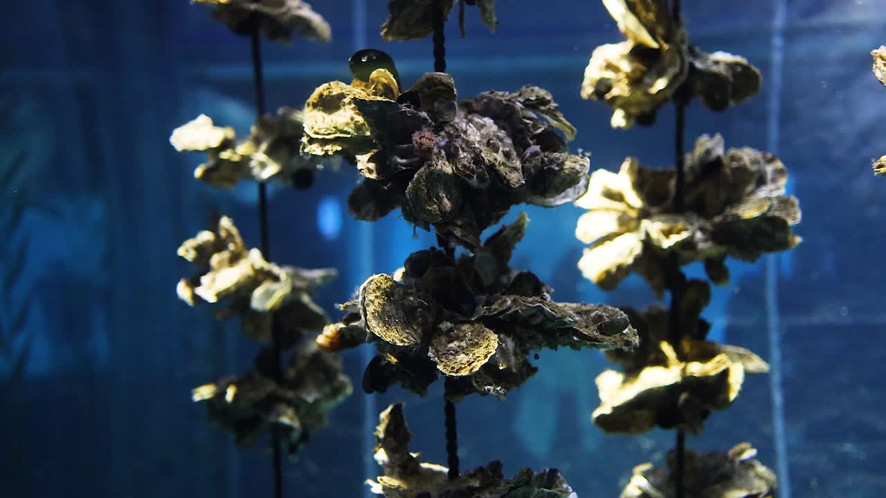 물에 매달린 오스트리, 시간이 지남에 따라 약간의 움직임