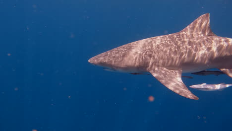tiburón limón nadando lentamente en la superficie del océano con un gancho de pescado en el ojo - perfil lateral