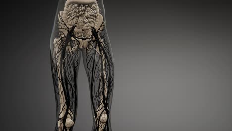 vasos sanguíneos del cuerpo humano
