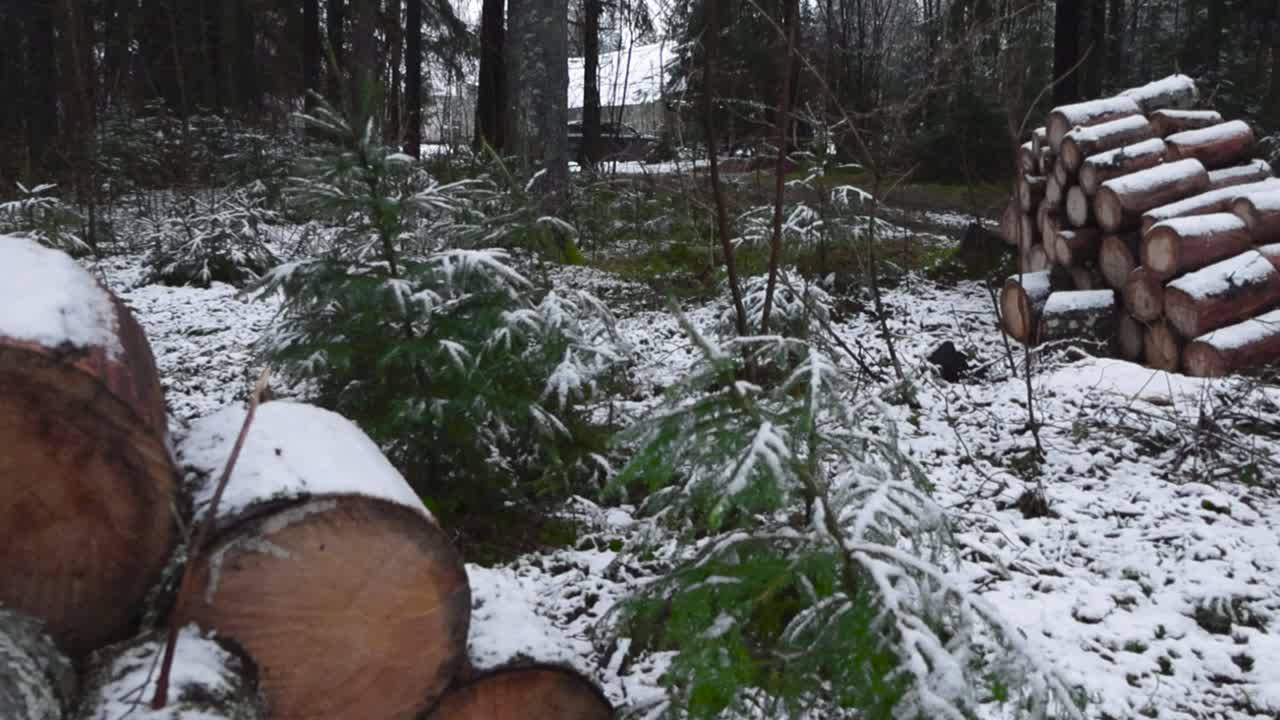 Winter forest covered with white snow on trees and chainsaw cut tree logs or timber are in piles ready to be taken away. Snow is white and fluffy on the trees, pines, foliage and logs. Cloudy weather.