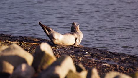 Robbentier,-Das-Mit-Schwanz-Und-Kopf-Wedelt,-Während-Er-Auf-Den-Felsen-In-Der-Nähe-Der-Nordsee-Liegt