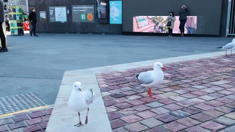 gull standing on pavement, people walking by