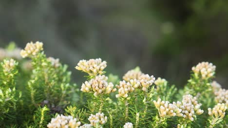 close-up of blooming ozothamnus turbinatus flowers