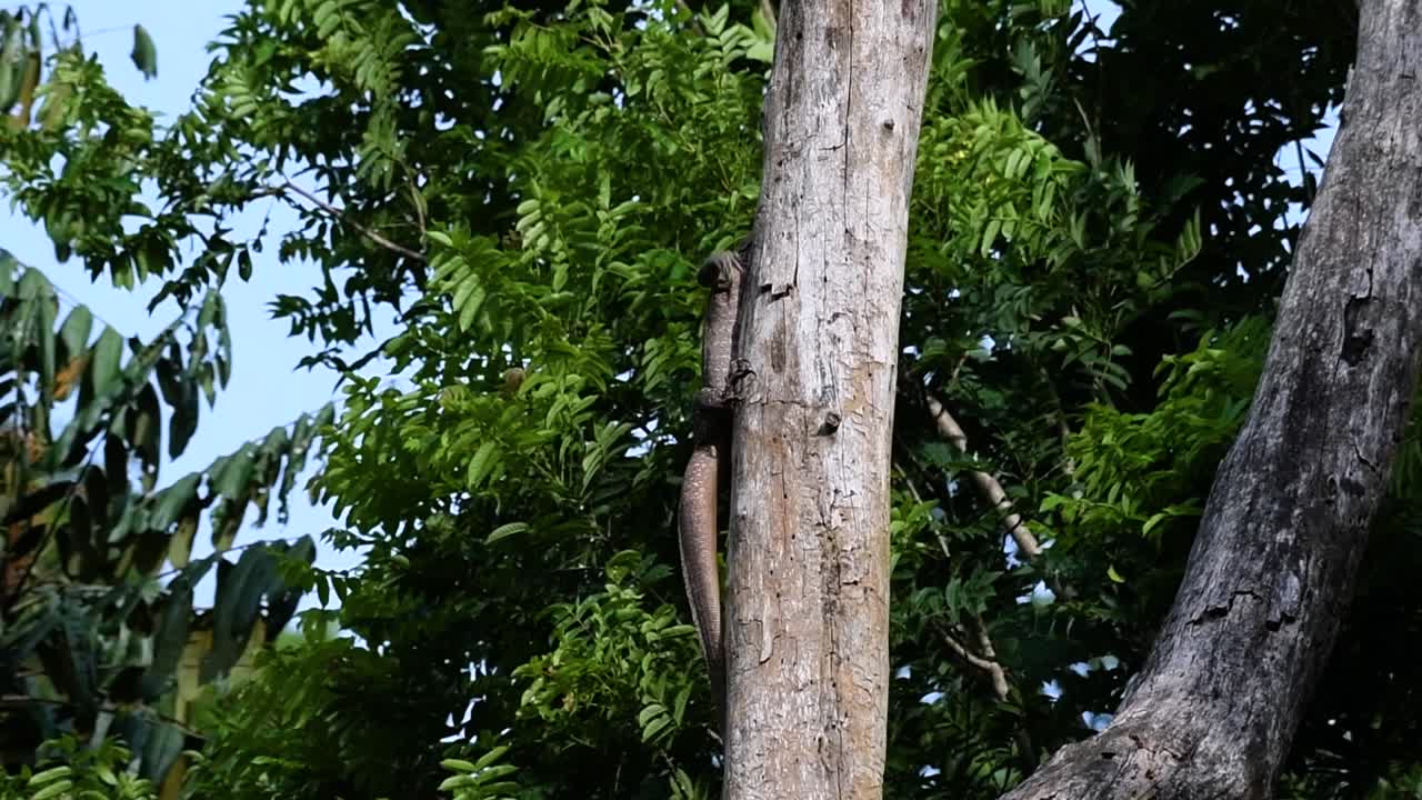 el lagarto monitor nublado se encuentra en tailandia y otros países de asia