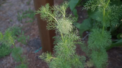 Herbs-in-slow-motion