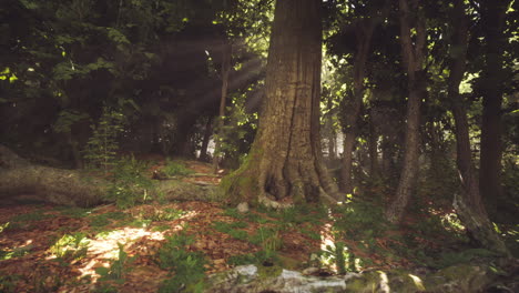 sunlight filtering through a dense forest