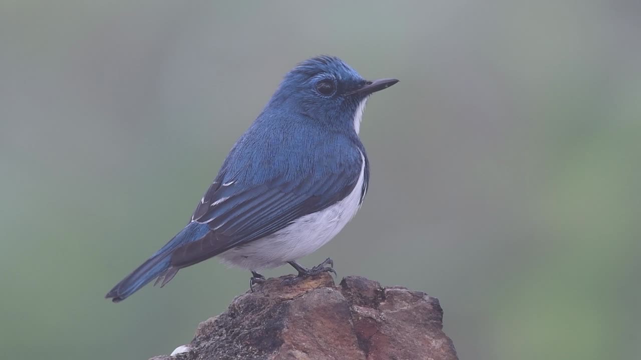 태국으로 겨울을 이주하는 흰눈썹참새라고도 알려진 울트라마린 딱새는 사람들에게 매우 친근합니다.