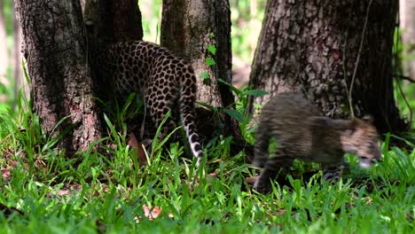 The-Indochinese-Leopard-is-a-Vulnerable-species-and-one-of-the-big-cats-of-Thailand