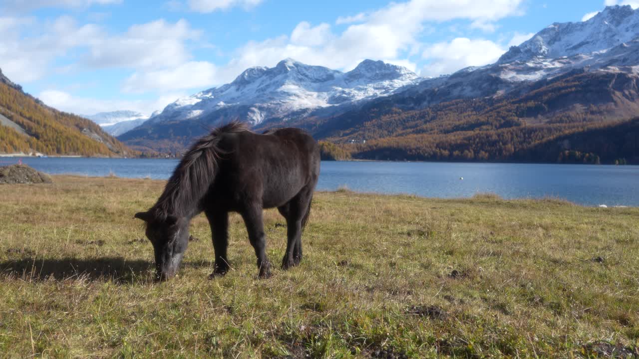Horse grazing by Lake Silvaplana in Swiss Alps