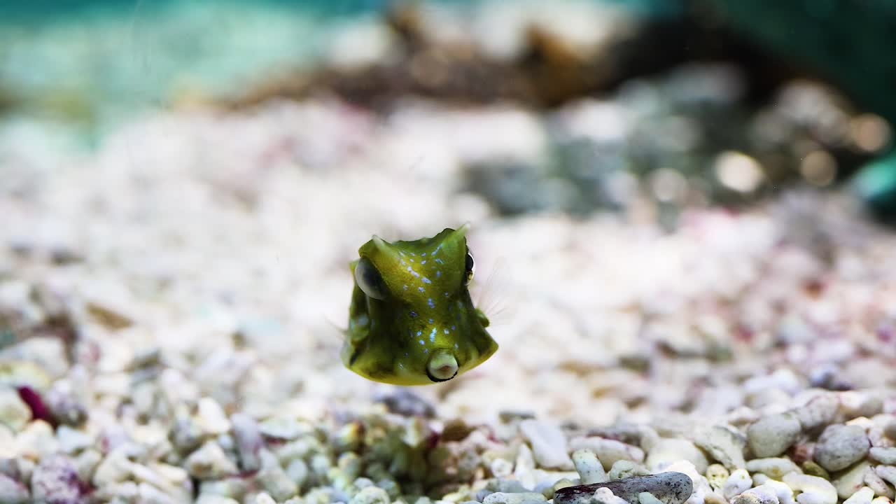 pez caja nadando sobre la colorida grava del acuario