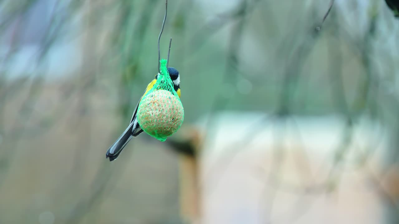 Great tits share winter feeding moment on a hanging ball, tranquil natural scene