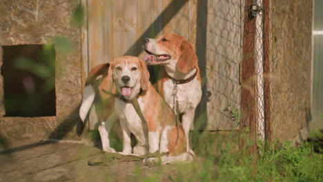 two dogs behind net, one sitting while other stands, both looking around near wooden door, sunny outdoor setting with green grass, chain-link fence, and weathered building, dogs appear relaxed