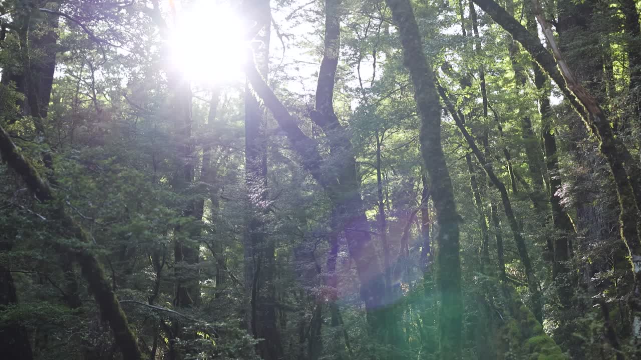 Dense, mossy rainforest trees in Kinloch, New Zealand, illuminated by bright sunlight. Subtle camera movement reveals shifting light and vibrant green foliage