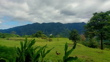 amplia vista de un pollo picoteando a lo largo de la colina verde cubierta de hierba enmarcada por hojas balanceadas en primer plano que muestra un vistazo de la vida rural sincera en las filipinas