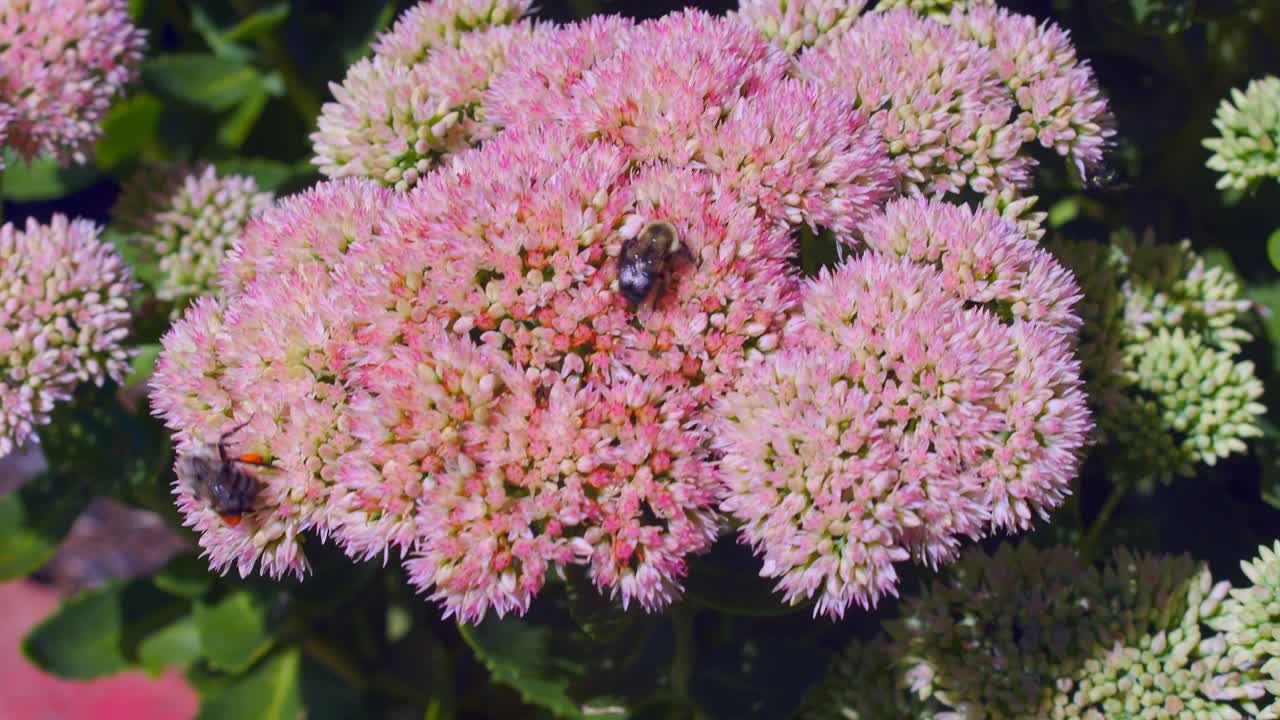 fotografía de cerca de dos abejas bebiendo néctar de un grupo de flores, durante el día